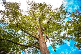 Best Tree Mulching  in Guadalupe, CA