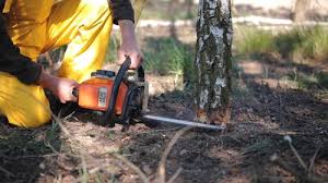 Best Leaf Removal  in Guadalupe, CA