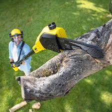 Best Tree Cabling and Bracing  in Guadalupe, CA