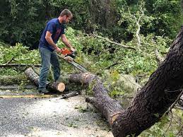Best Firewood Processing and Delivery  in Guadalupe, CA