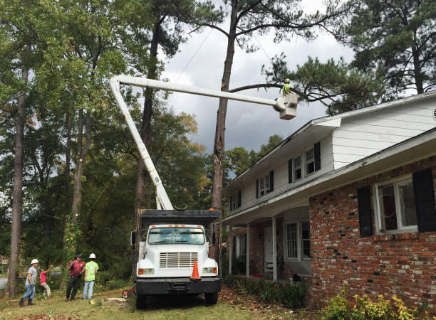 Best Tree and Shrub Care  in Guadalupe, CA