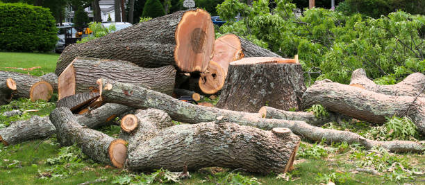 Best Lawn Renovation and Restoration  in Guadalupe, CA