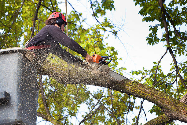 Best Tree Health Inspection  in Guadalupe, CA