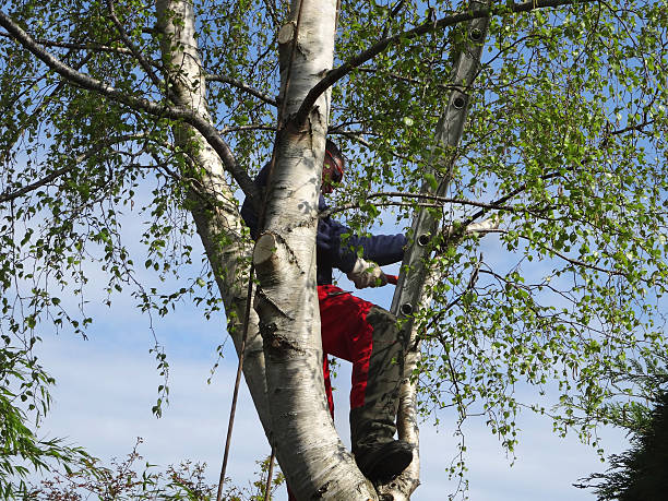 Best Emergency Tree Removal  in Guadalupe, CA