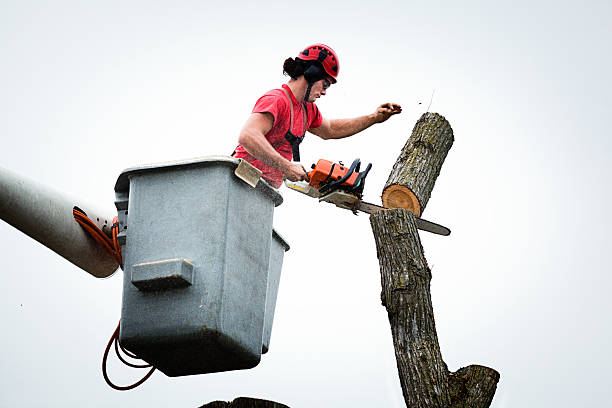 Professional Tree Care in Guadalupe, CA