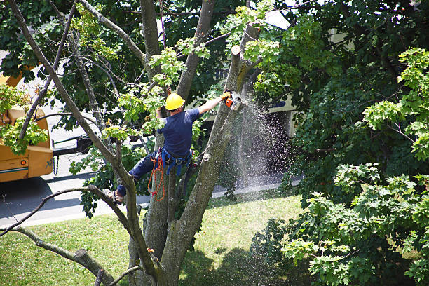 How Our Tree Care Process Works  in  Guadalupe, CA