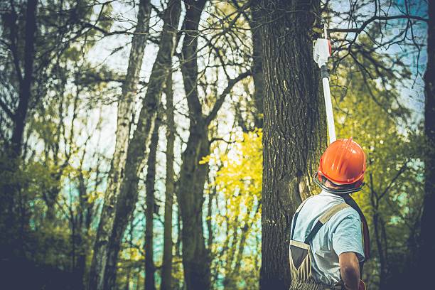  Guadalupe, CA Tree Care Pros