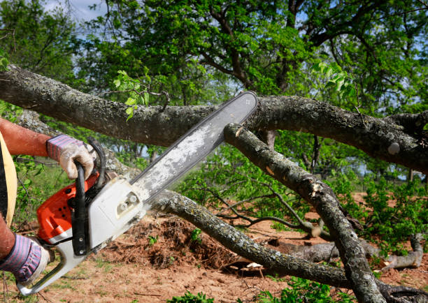 Best Arborist Consultation Services  in Guadalupe, CA