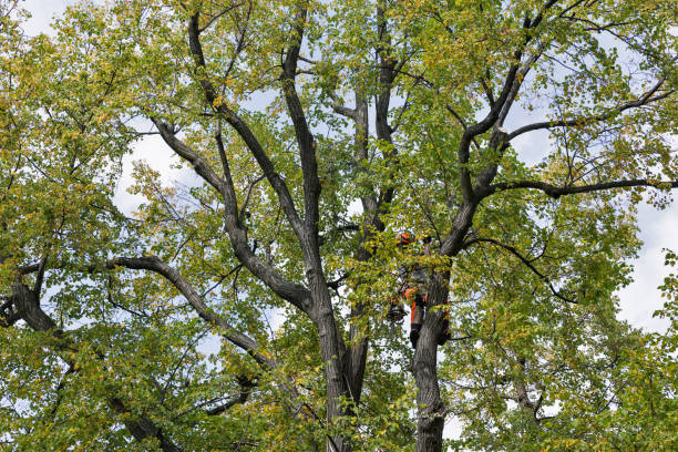 Best Tree Disease Treatment  in Guadalupe, CA